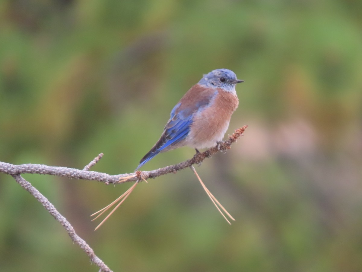 Western Bluebird - ML641932762
