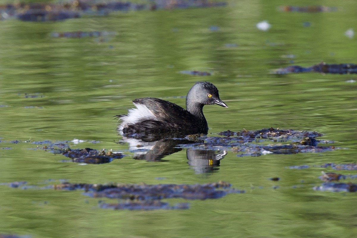 Least Grebe - ML641932776