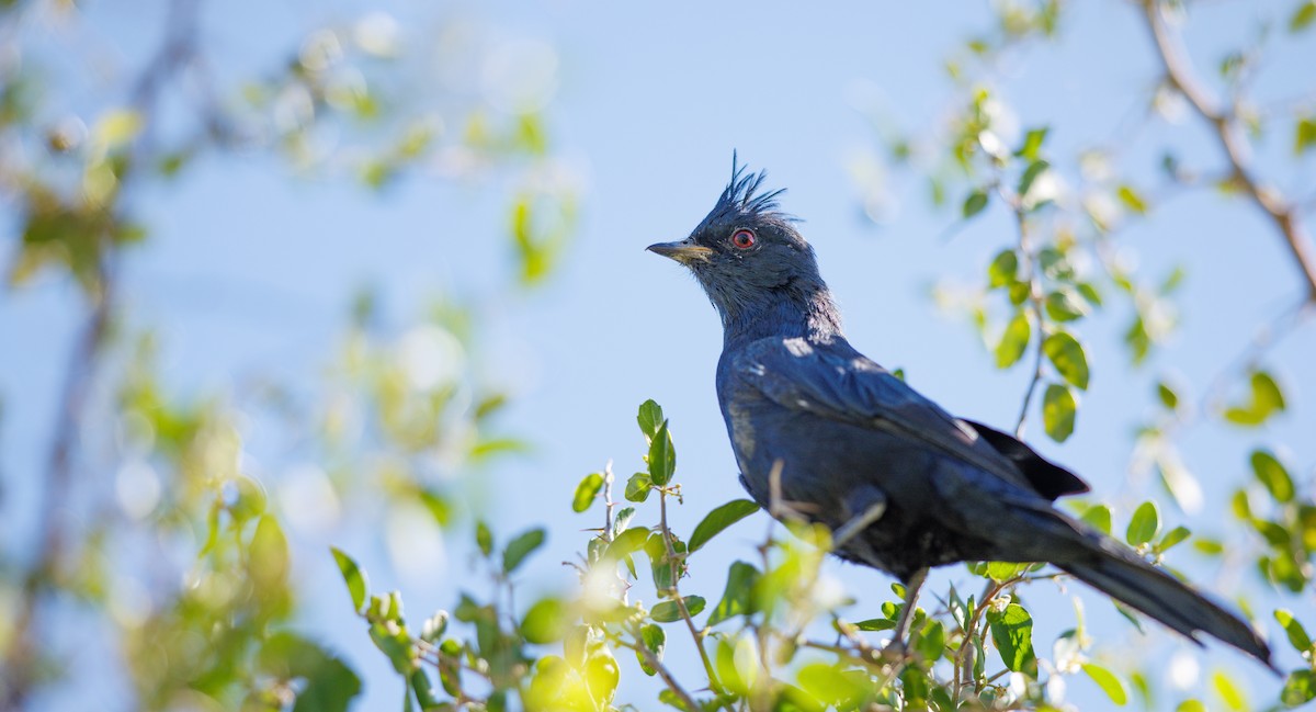 Phainopepla - ML641932790