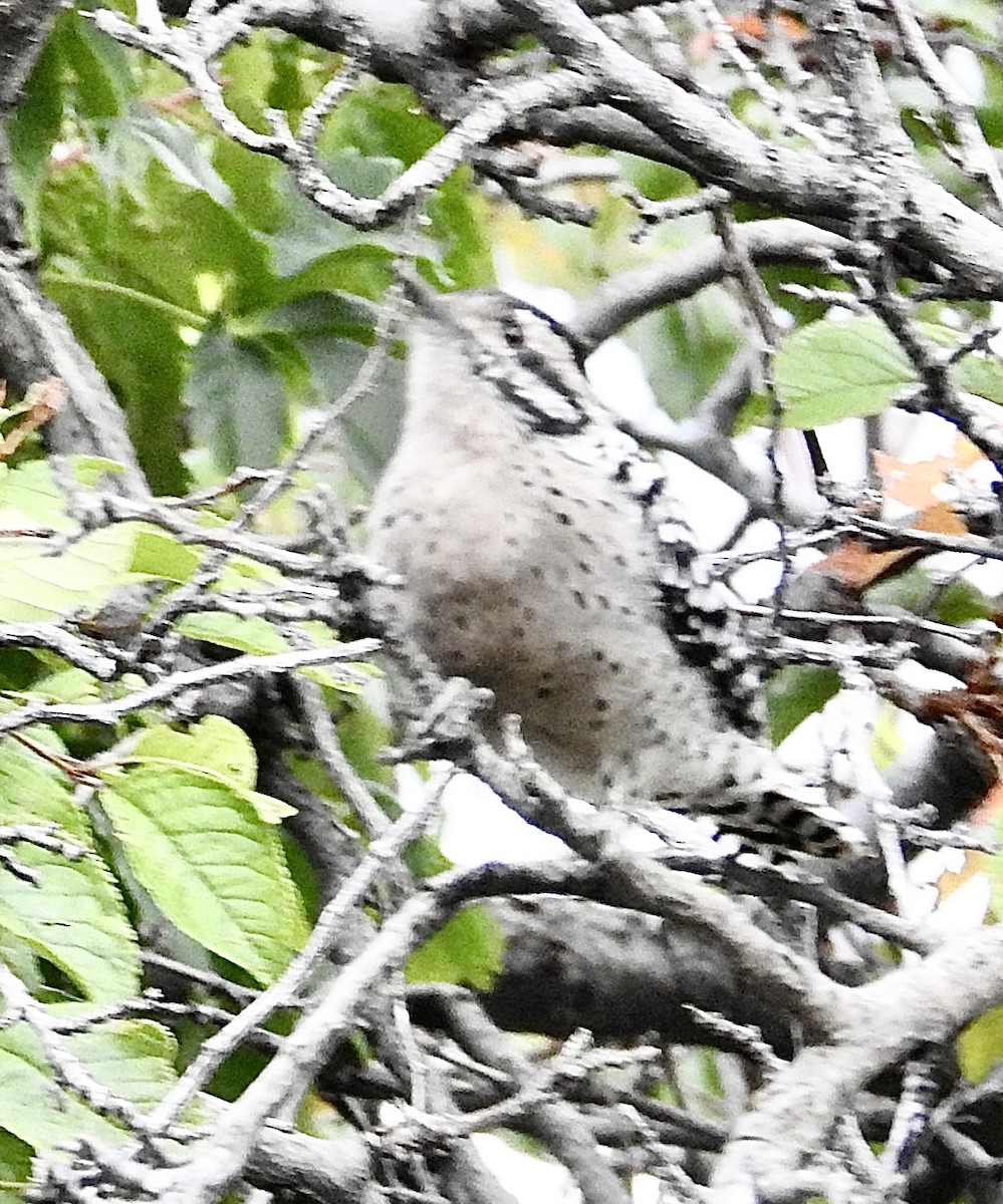 Ladder-backed Woodpecker - ML641932794