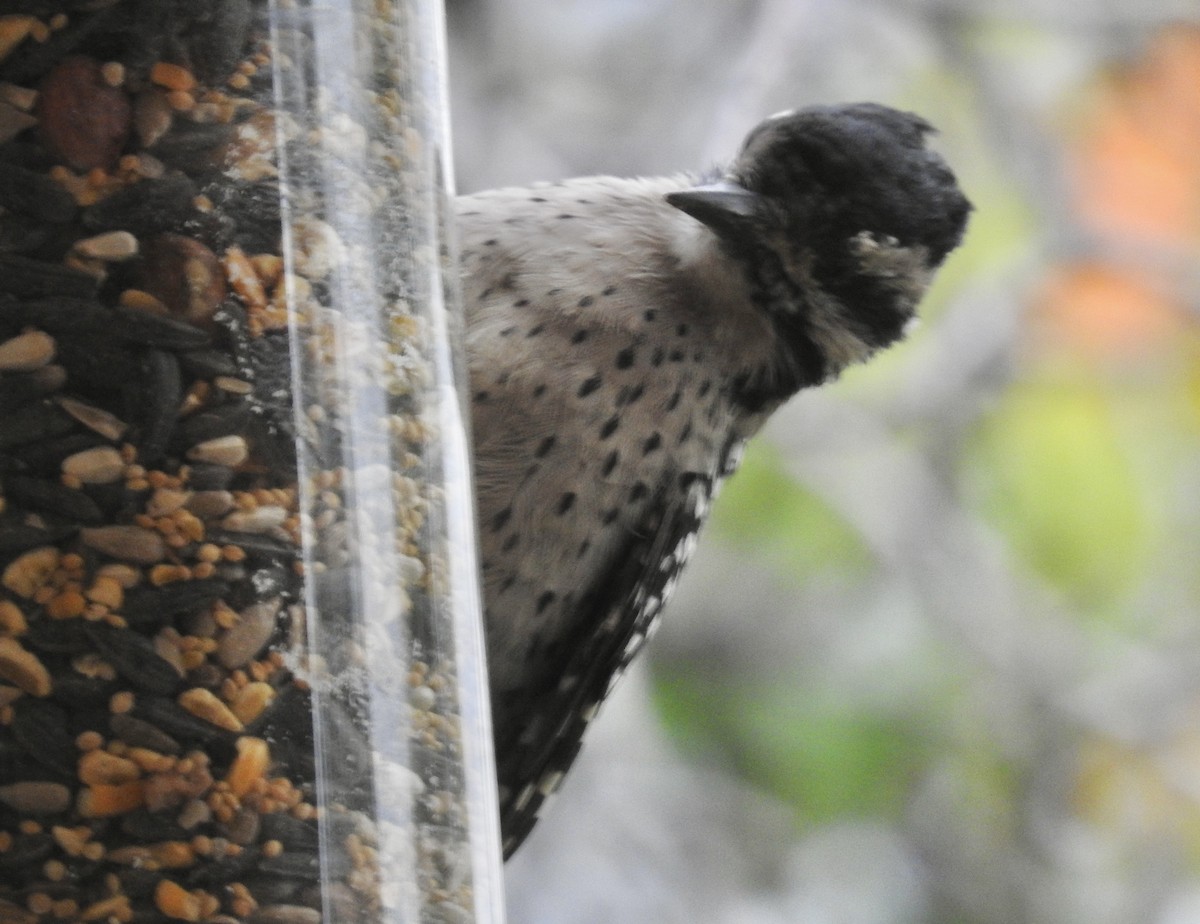 Ladder-backed Woodpecker - ML641932799