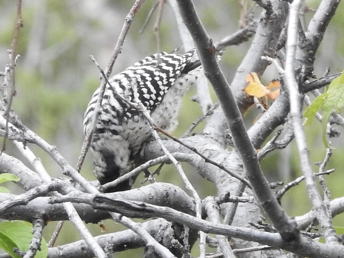 Ladder-backed Woodpecker - ML641932806