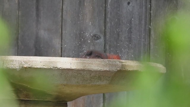 Northern Cardinal - ML641932809