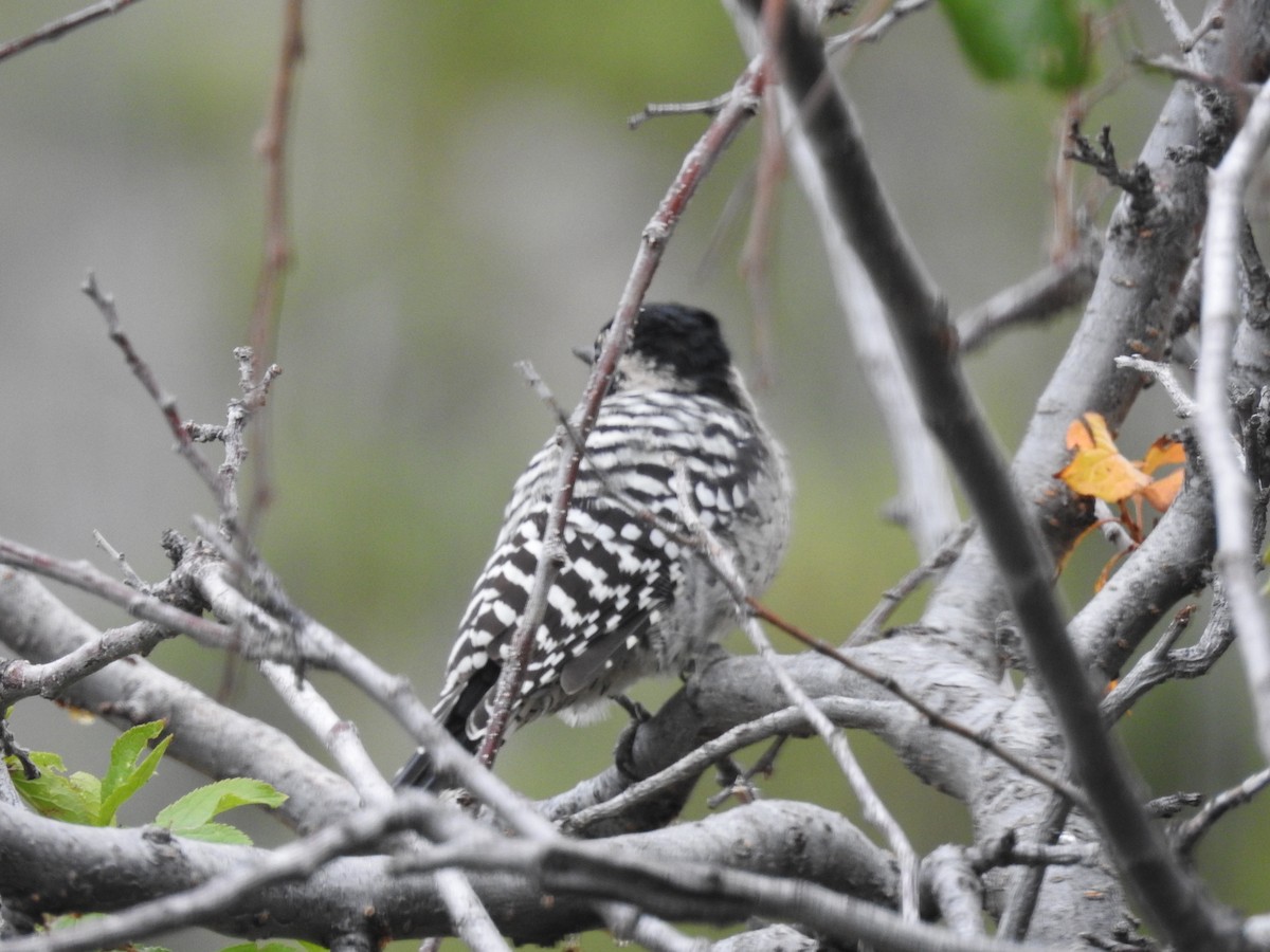 Ladder-backed Woodpecker - ML641932812