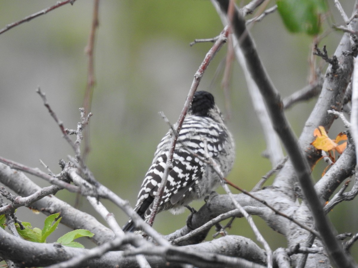 Ladder-backed Woodpecker - ML641932822