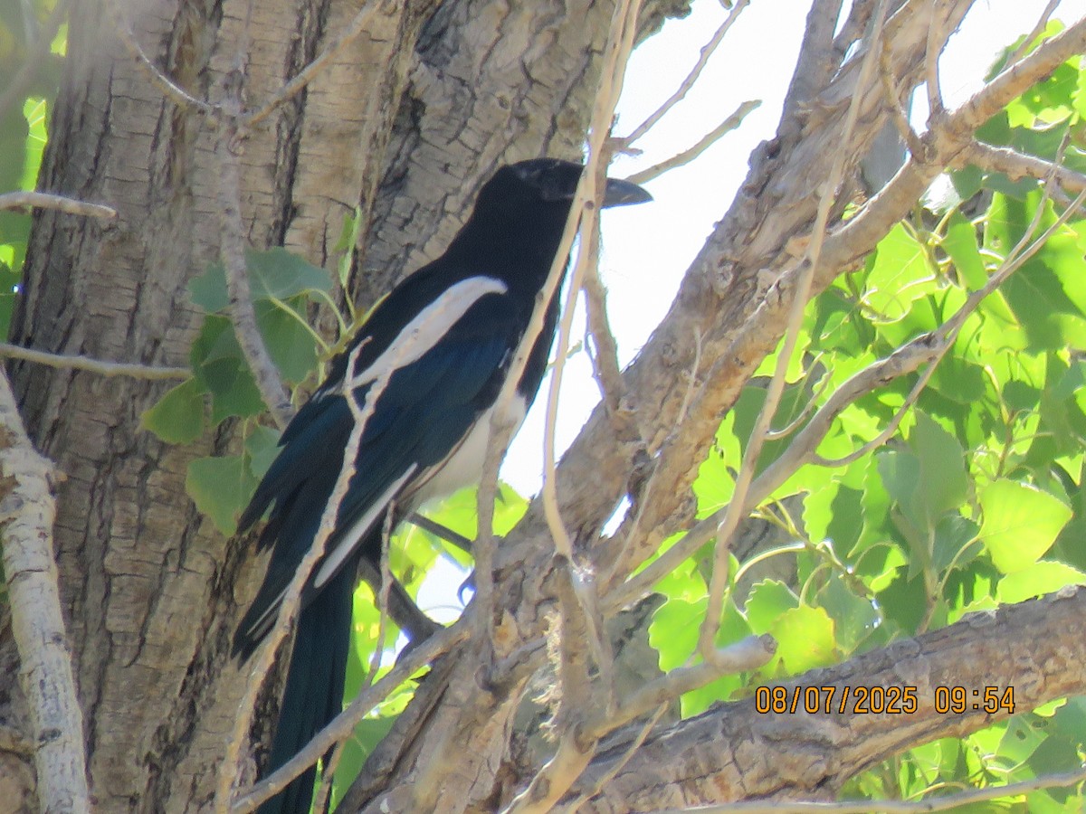 Black-billed Magpie - ML641932846