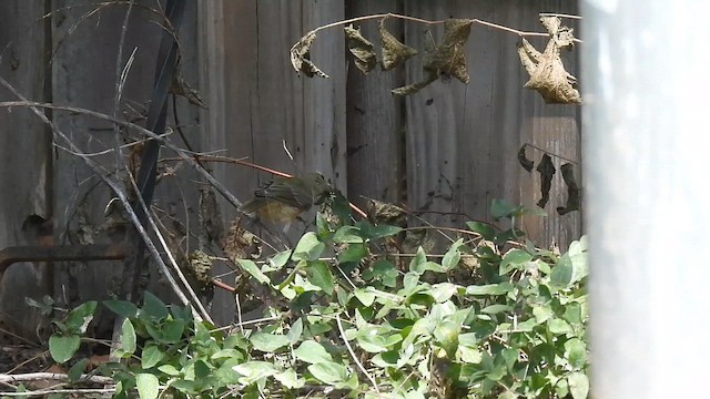 Painted Bunting - ML641932850