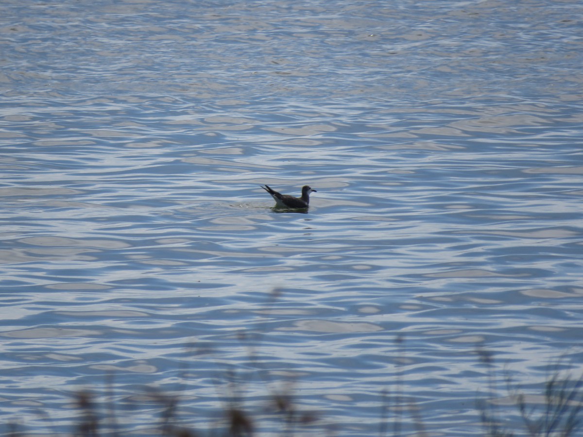 Sabine's Gull - ML641932852