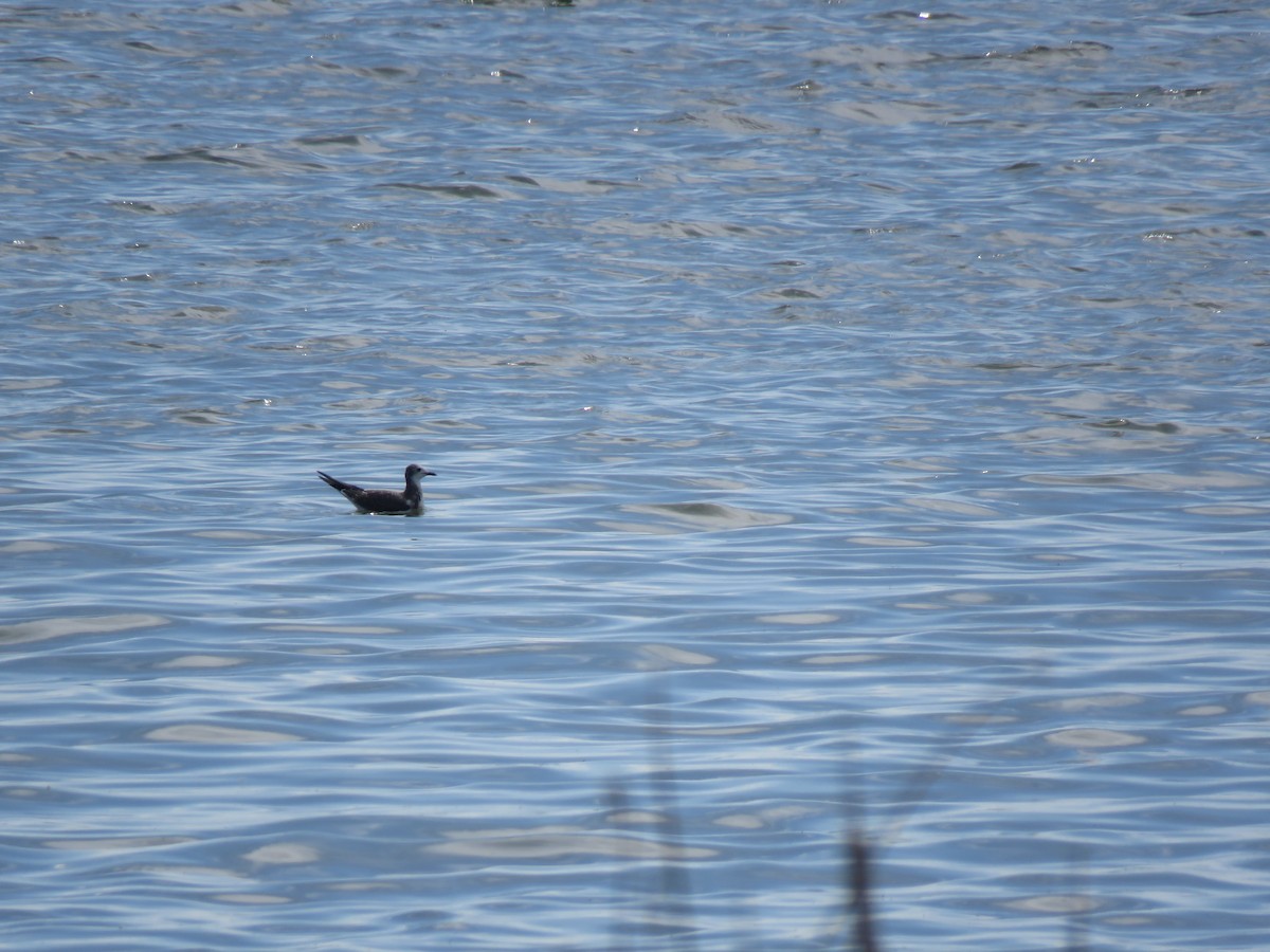 Sabine's Gull - ML641932861