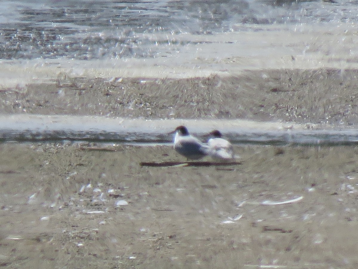 Common Tern - ML641932878