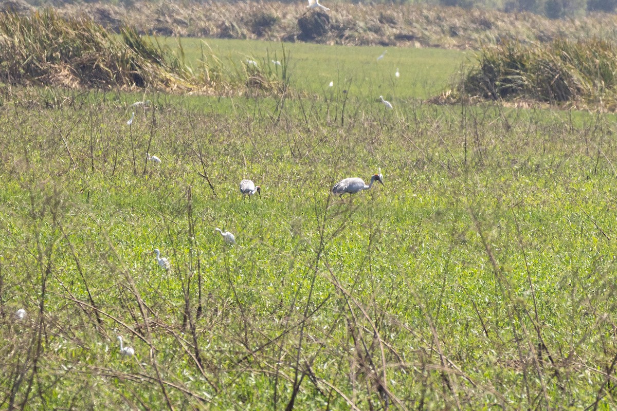 Brolga - ML641932883