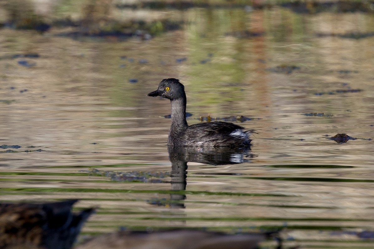 Least Grebe - ML641932887