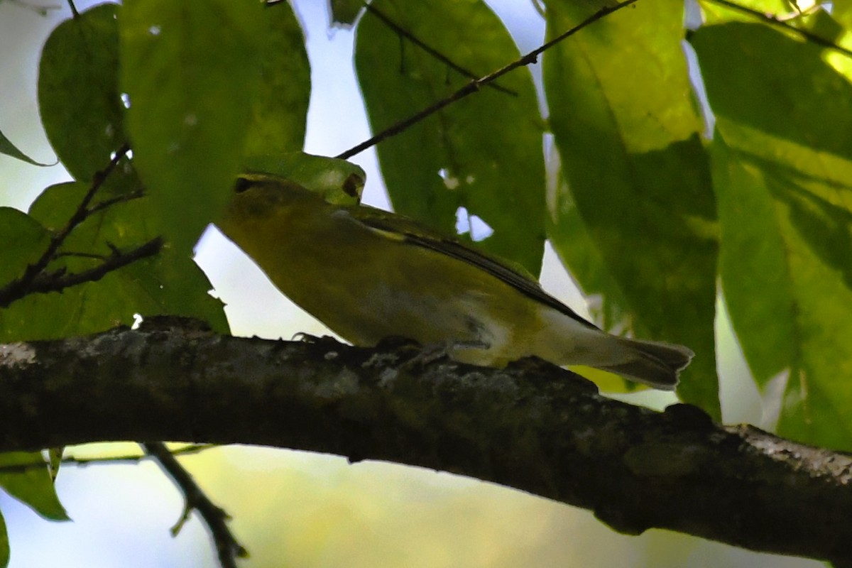 Tennessee Warbler - ML641932889