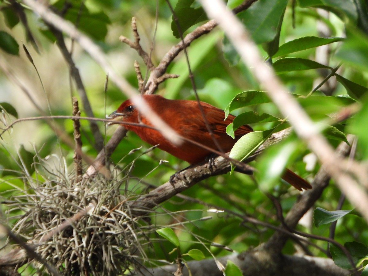 Hepatic Tanager - ML641932892