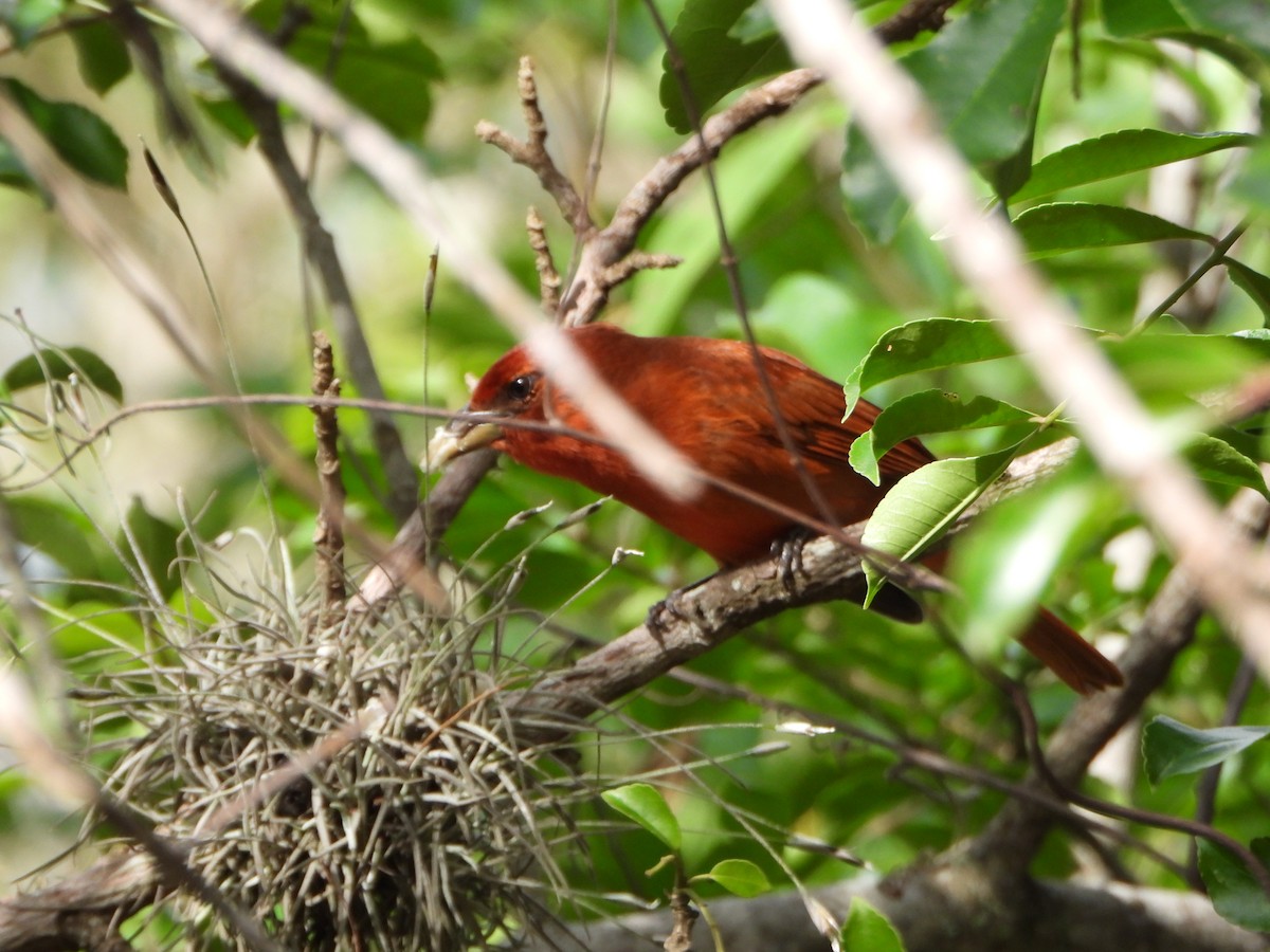 Hepatic Tanager - ML641932894