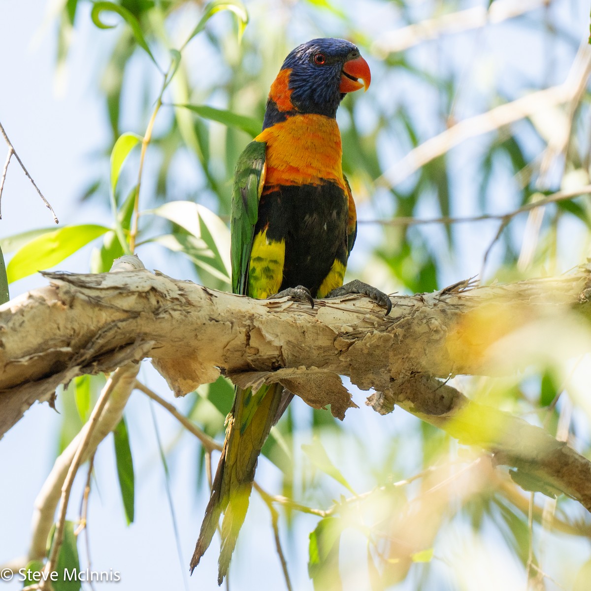 Red-collared Lorikeet - ML641932908