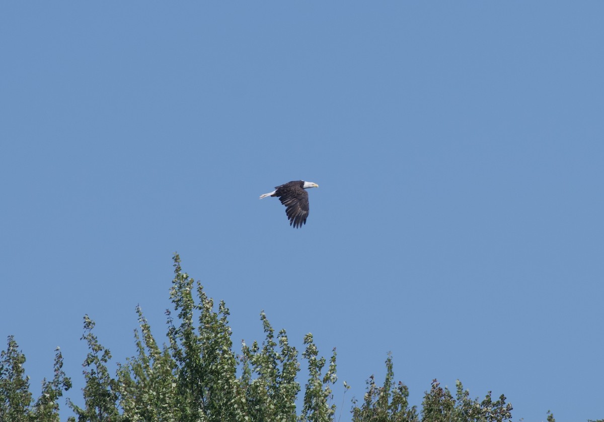 Ak Başlı Kartal - ML641932910