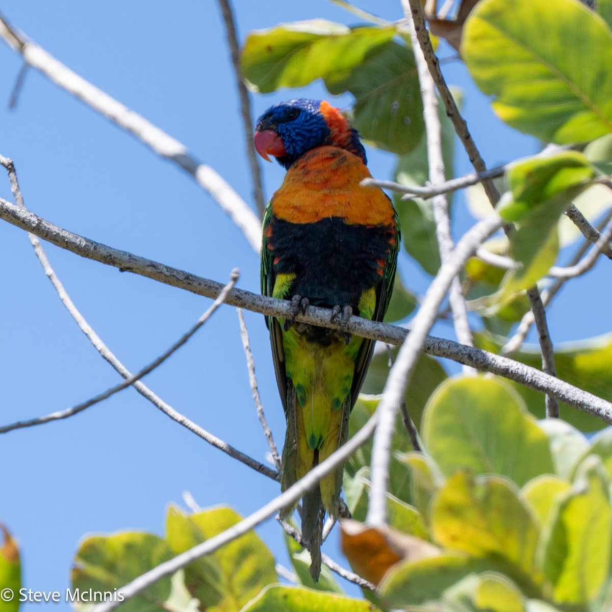 Red-collared Lorikeet - ML641932914