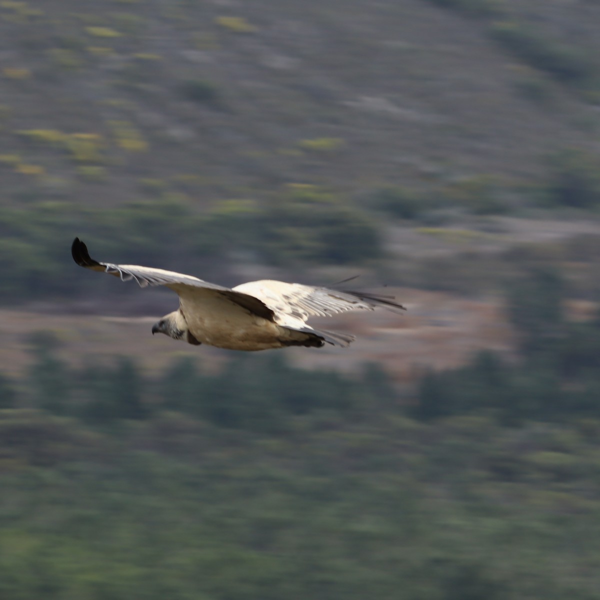 Cape Griffon - ML641932932