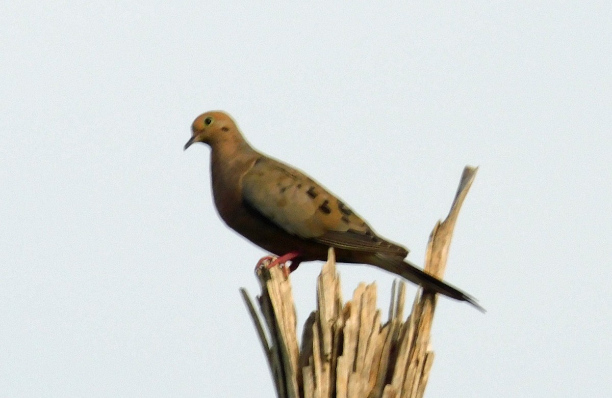 Mourning Dove - ML641932952