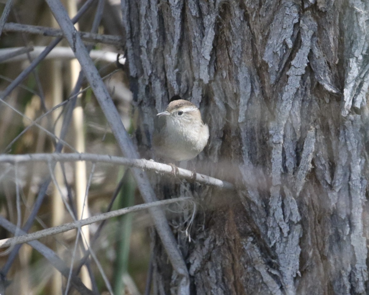 Marsh Wren - ML641932973