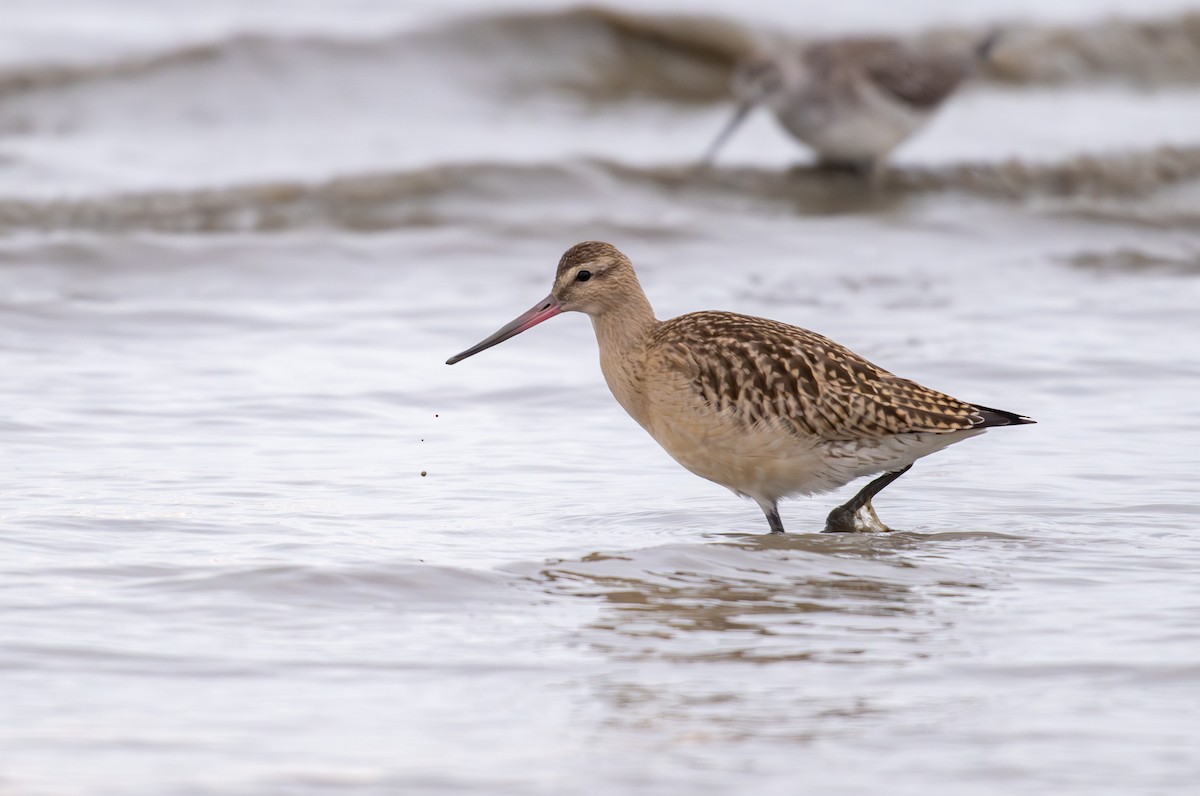 břehouš rudý - ML641932974