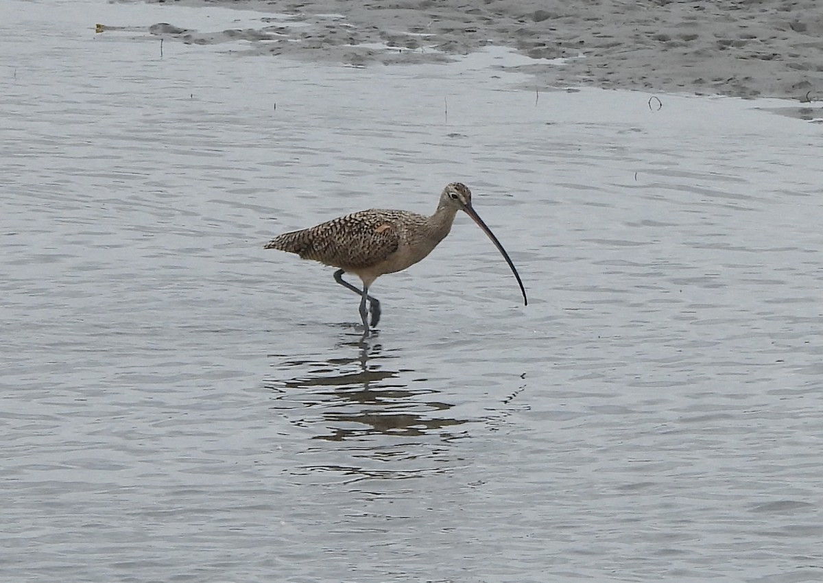 Long-billed Curlew - ML641932977