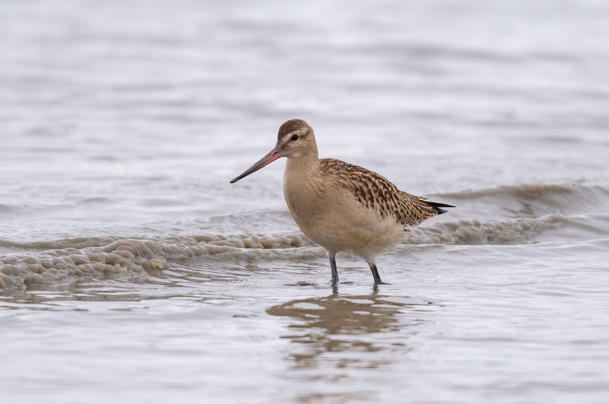 břehouš rudý - ML641932985