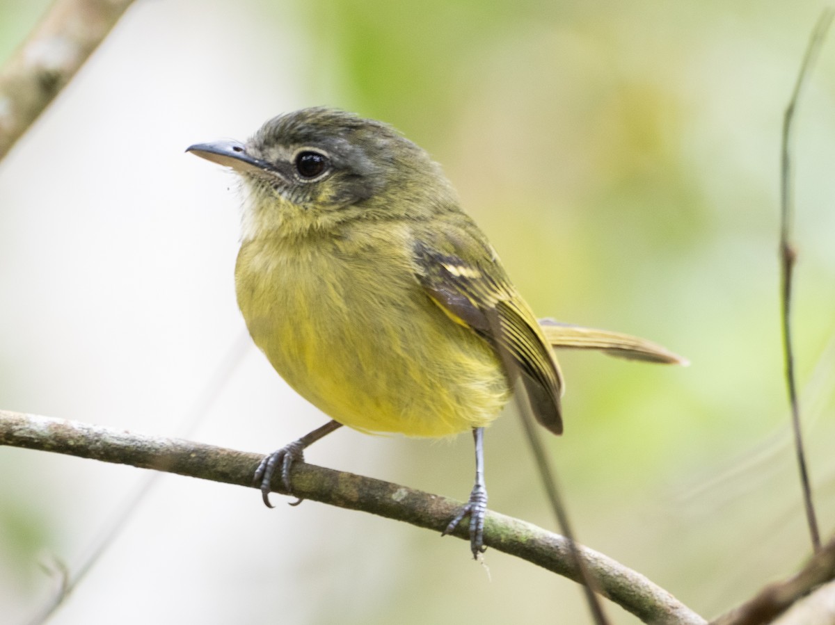 Yellow-olive Flatbill - ML641932990