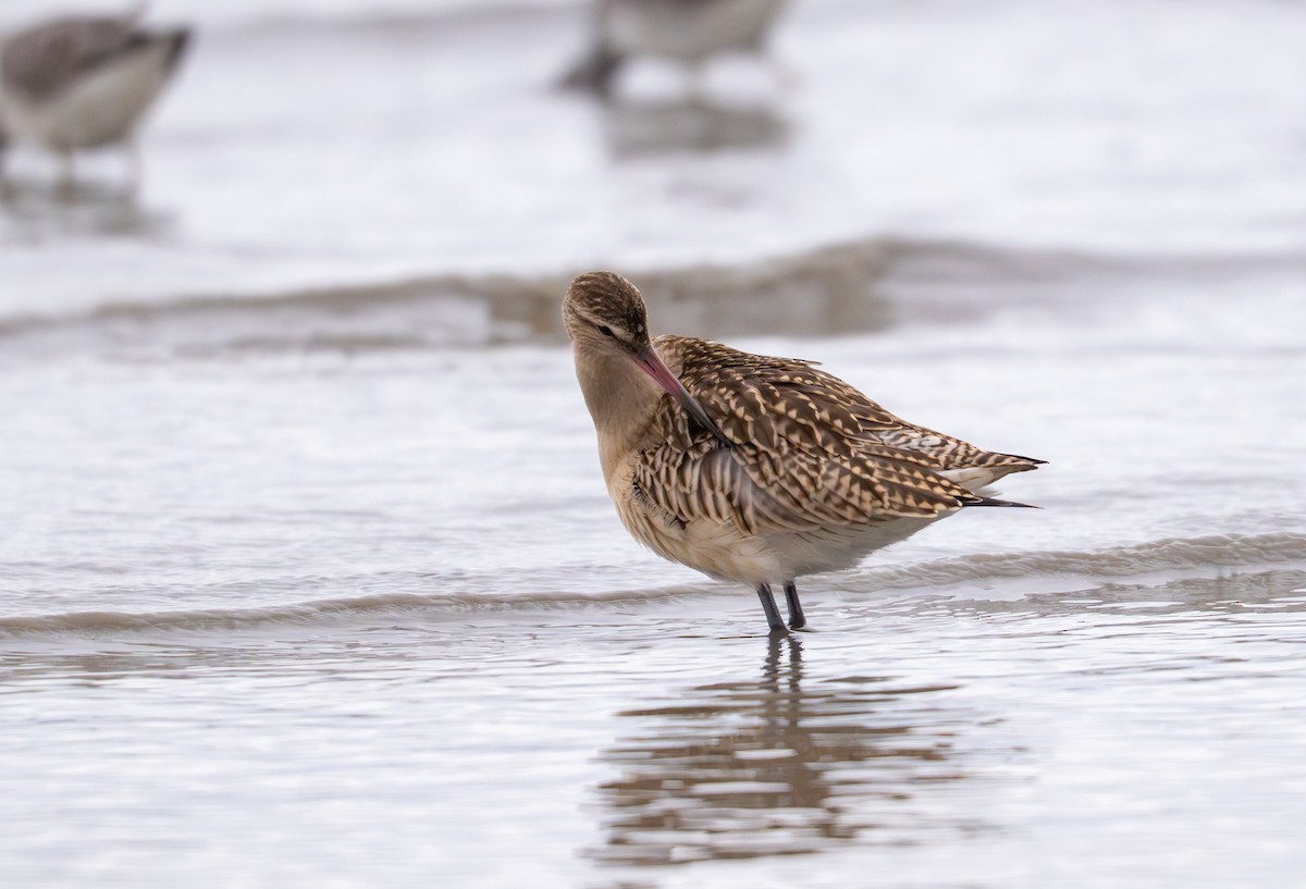 břehouš rudý - ML641932994