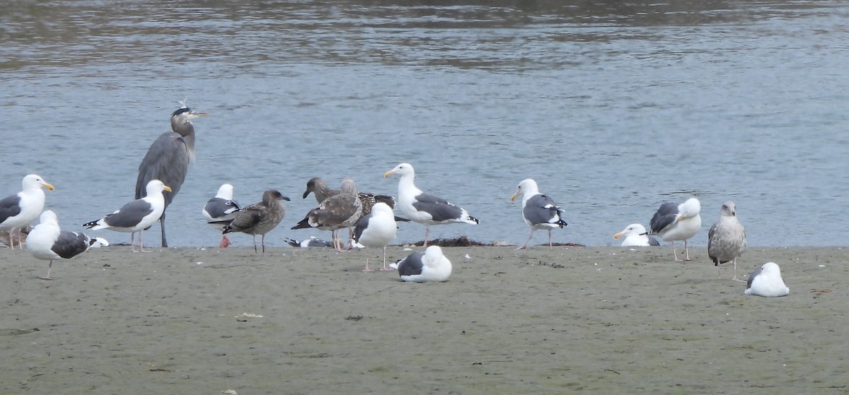 Western Gull - ML641933018