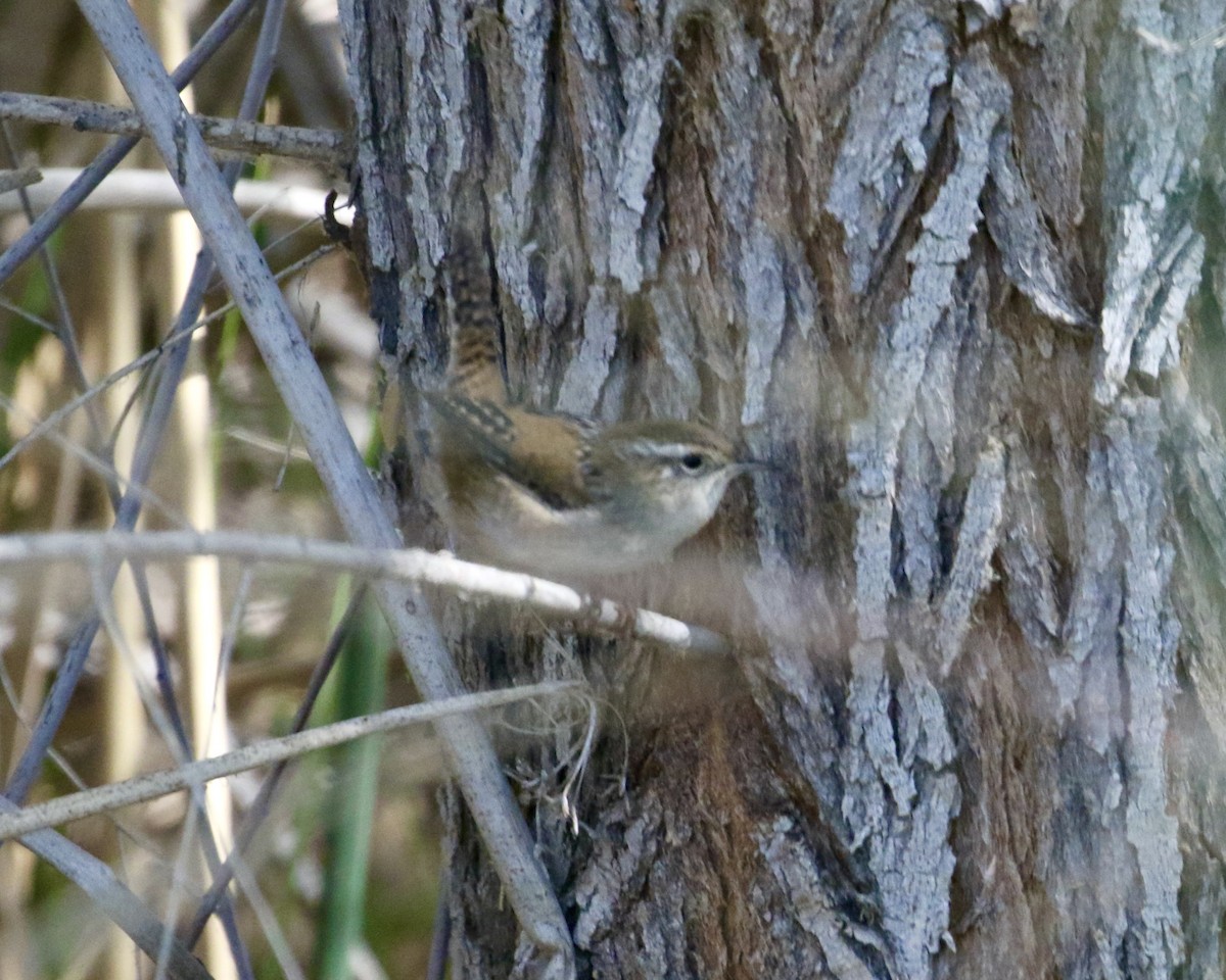 Marsh Wren - ML641933026