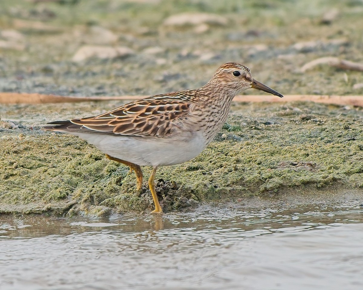 Pectoral Sandpiper - ML641933027