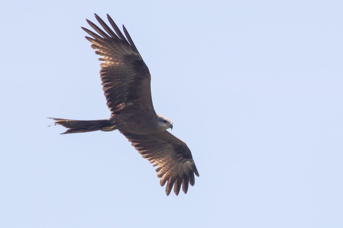 黑鳶(migrans群) - ML641933036