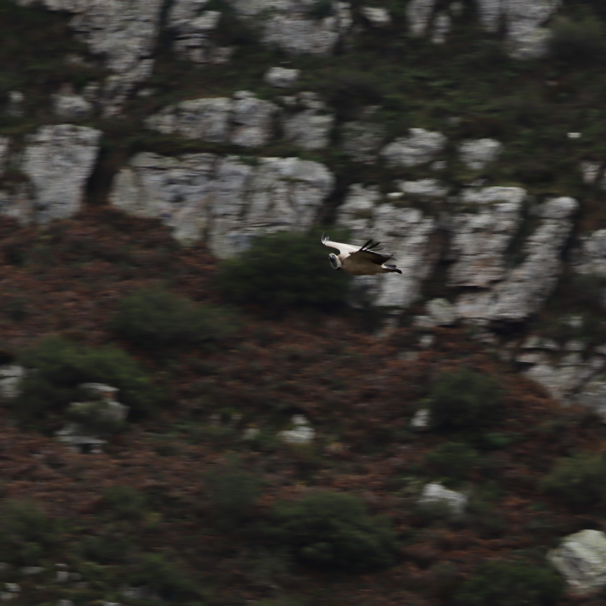 Cape Griffon - ML641933047