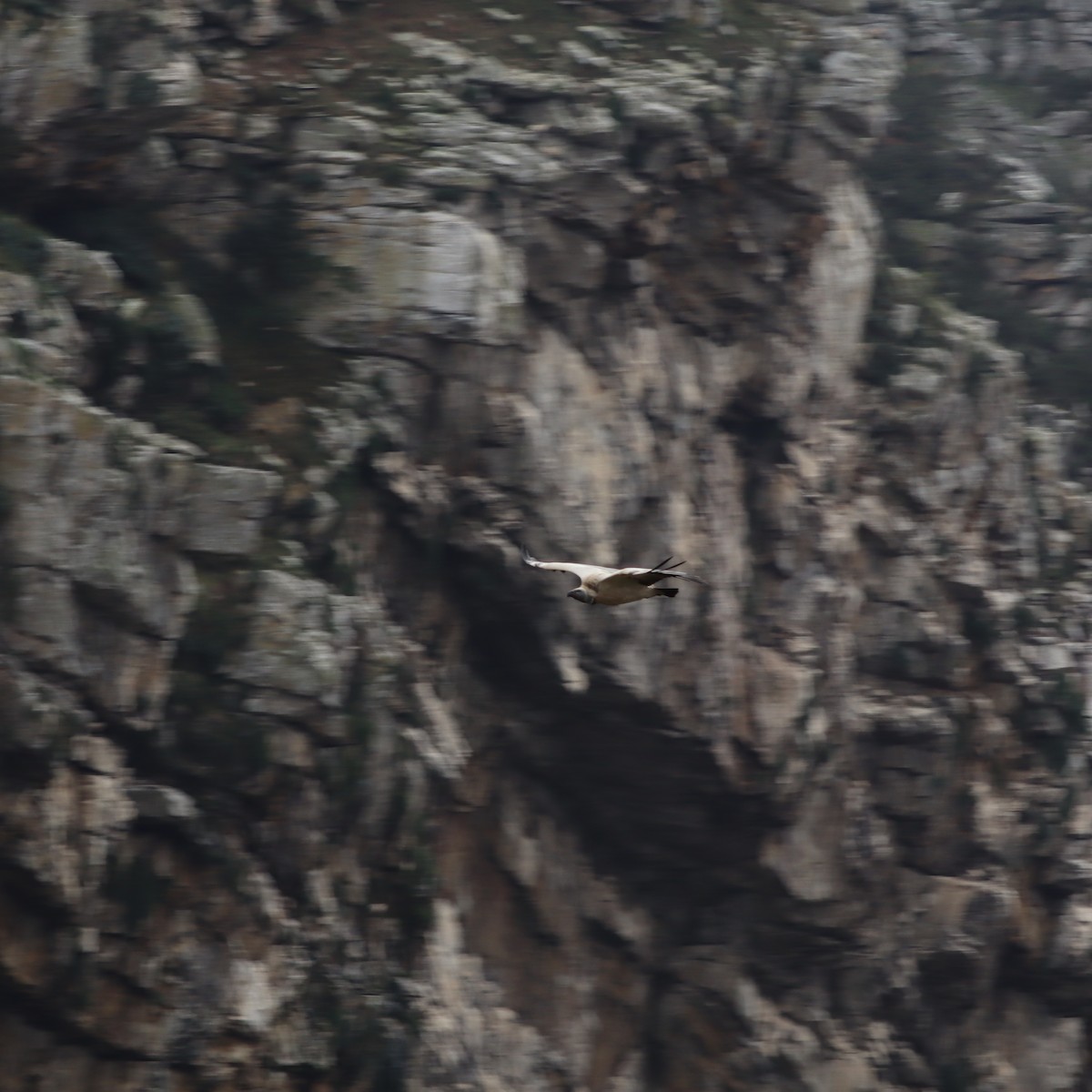 Cape Griffon - ML641933049