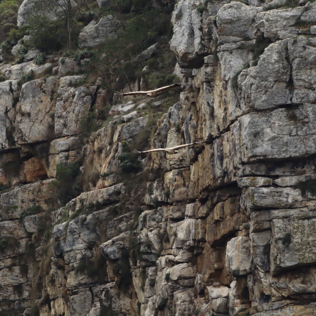 Cape Griffon - ML641933050