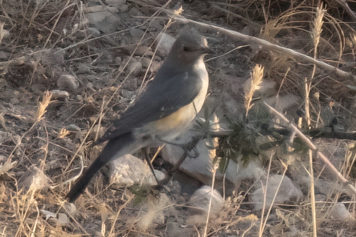 White-throated Robin - ML641933060