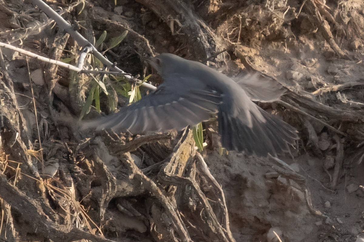 White-throated Robin - ML641933061