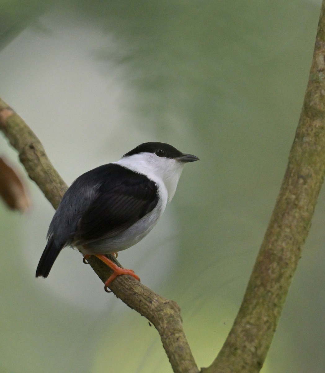 White-bearded Manakin - ML641933064