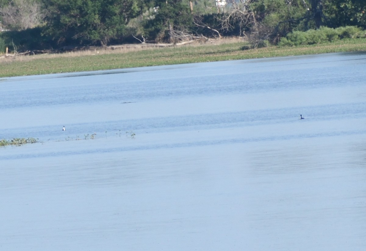 Western Grebe - ML641933067