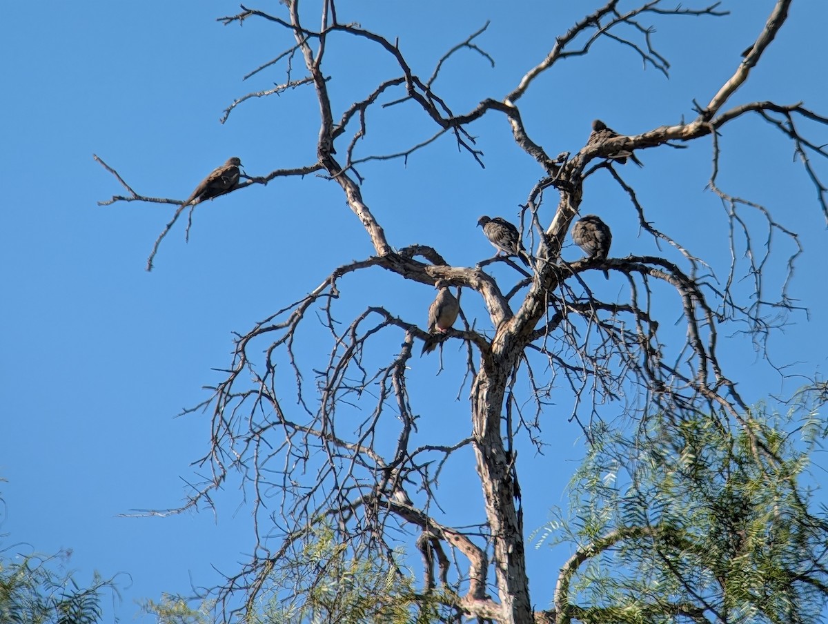 Mourning Dove - ML641933071