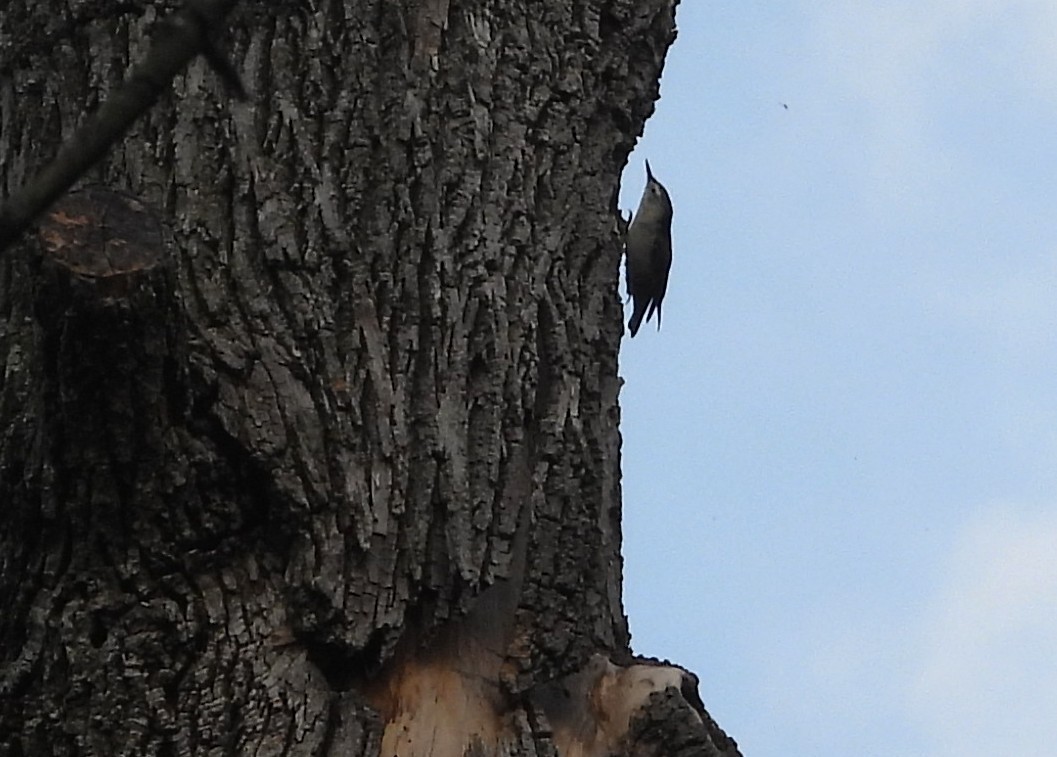 White-breasted Nuthatch - ML641933072