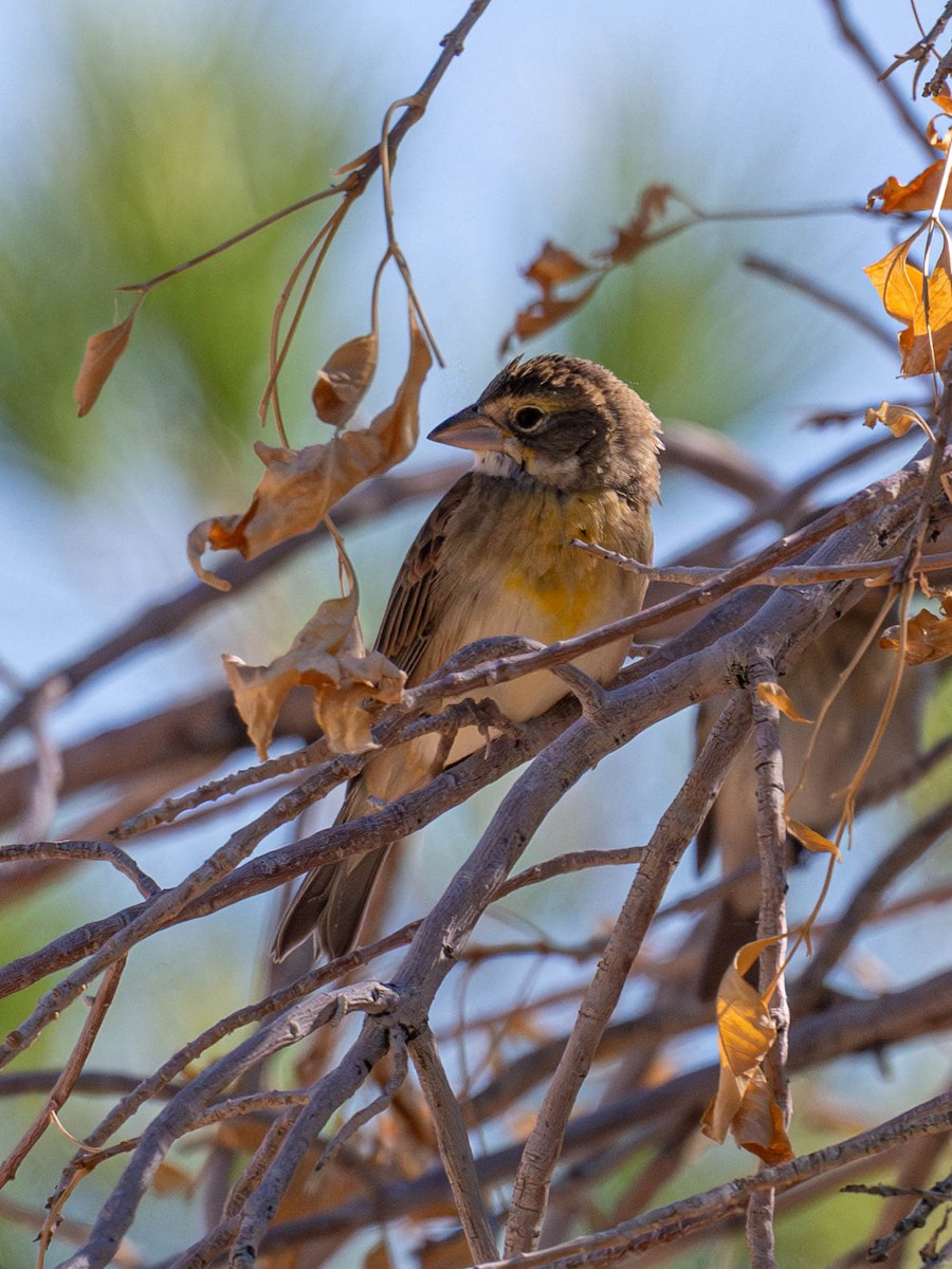 Dickcissel - ML641933073
