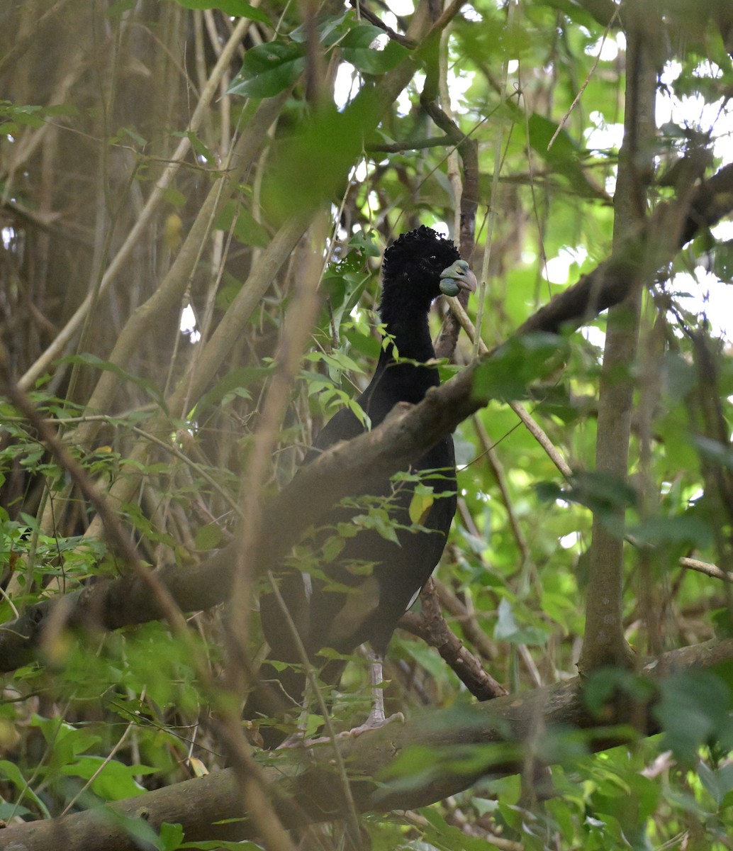 Blue-billed Curassow - ML641933074
