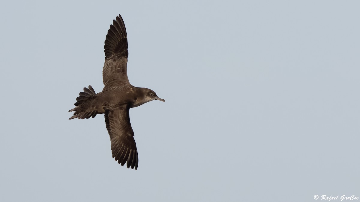 Balearic Shearwater - ML641933083
