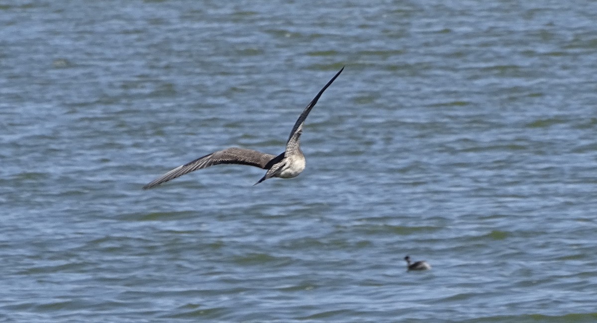 Long-tailed Jaeger - ML641933106