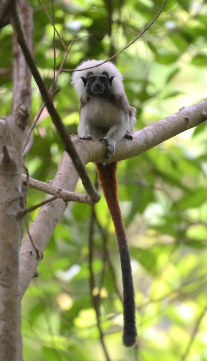 Tamarino edipo - ML641933110