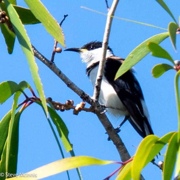 Banded Honeyeater - ML641933111