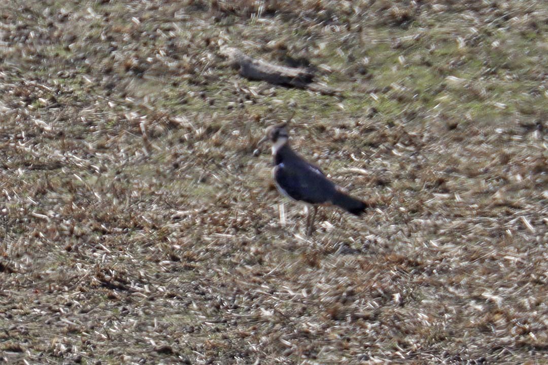 Pavoncella - ML641933114